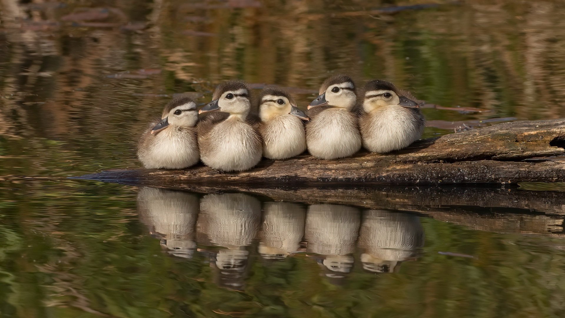 _勇士投篮手感火热,主场大发威_,nba勇士投球最准的是谁