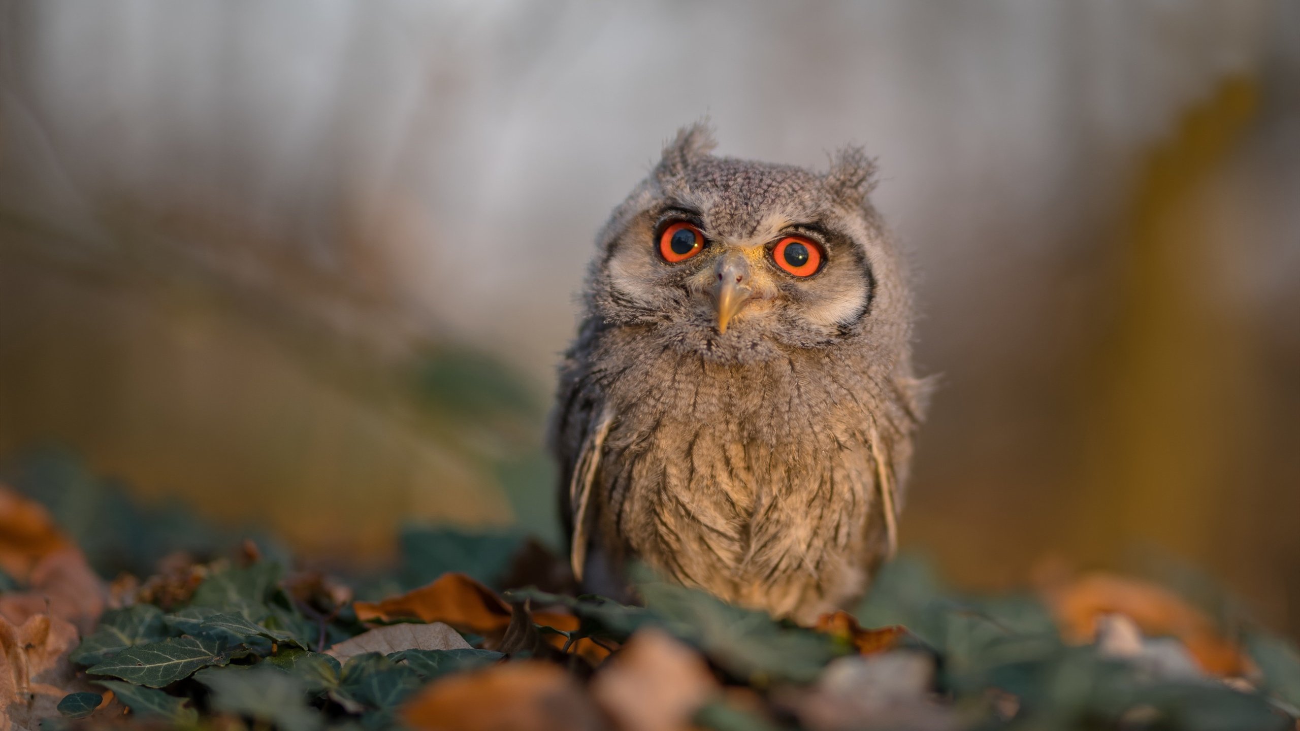 _鹈鹕队绝杀成功,迎来赛季最高光时刻_,鹈鹕队2021