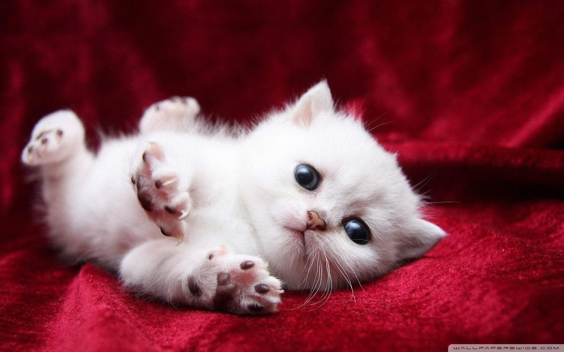 “球场趣闻：明星场外的小趣事”，明星打球