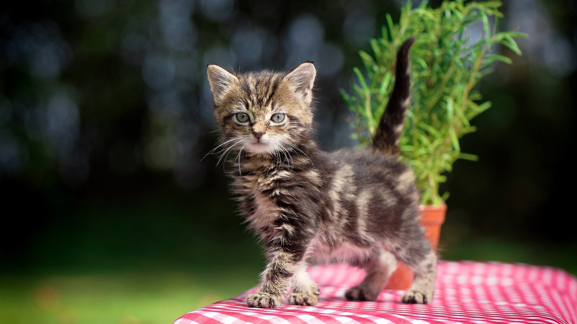 《电竞文化讲座开讲：增进公众对电竞的理解》，电竞文化的目的和意义