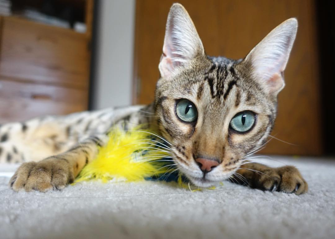 【关键因素】比赛胜负的决定性战术点分析,比赛的胜负不是最重要的