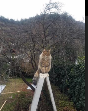 中国足球市场分析:未来发展潜力巨大,中国足球产业的现状分析